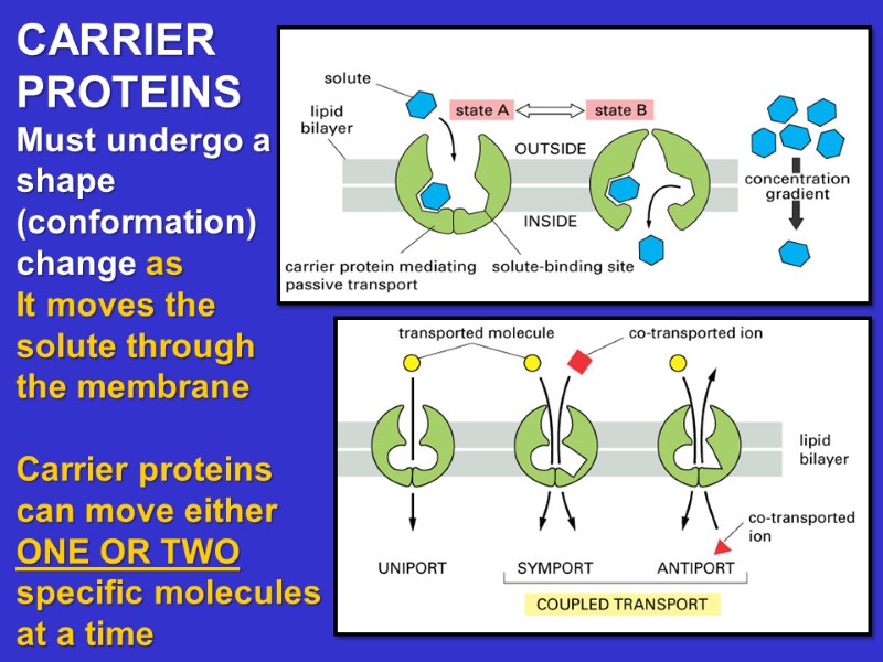 CARRIER PROTEINS Must undergo a shape (conformation) change as  It moves the 